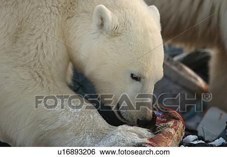 Churchill Northern Manitoba town and surroundings Polar Bear in Garbage View Large Photo Image Stock Photograph - Churchill Northern Manitoba town and surroundings Polar Bear in Garbage. Fotosearch