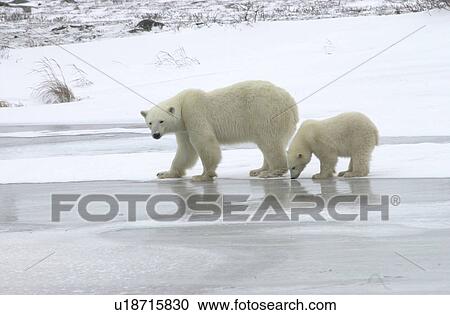 Stock Image - Mother with Polar Bear Cub at Churchill Manitoba. Fotosearch