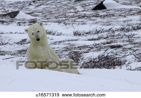 Mother with Polar Bear Cub at Churchill Manitoba View Large Photo Image Stock Photo - Mother with Polar Bear Cub at Churchill Manitoba. Fotosearch