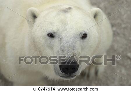 Polar Bear at Churchill Manitoba View Large Photo Image Picture - Polar Bear at Churchill Manitoba. Fotosearch