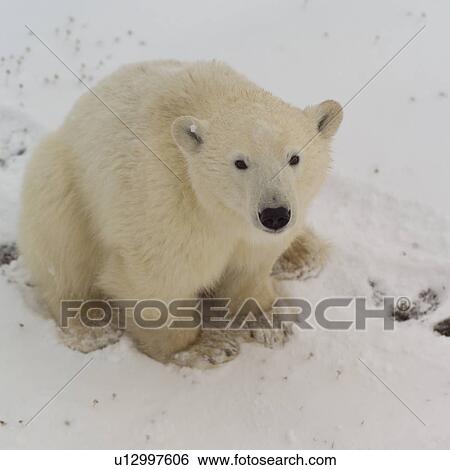 Polar Bear at Churchill Manitoba View Large Photo Image Stock Photograph - Polar Bear at Churchill Manitoba. Fotosearch
