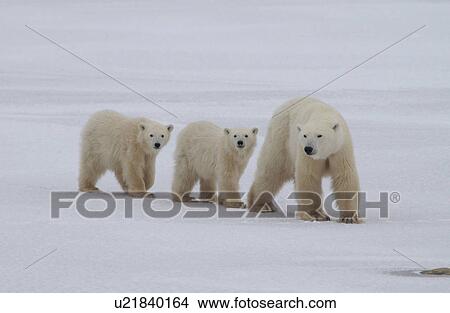Polar Bears - Churchill Manitoba View Large Photo Image Picture - Polar Bears - Churchill Manitoba. Fotosearch