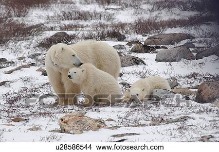 Polar Bears - Churchill Manitoba View Large Photo Image Picture - Polar Bears - Churchill Manitoba. Fotosearch