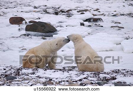 Polar Bears - Churchill Manitoba View Large Photo Image Stock Image - Polar Bears - Churchill Manitoba. Fotosearch