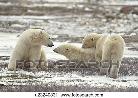 Stock Image - Polar Bears, Churchill, Manitoba. Fotosearch