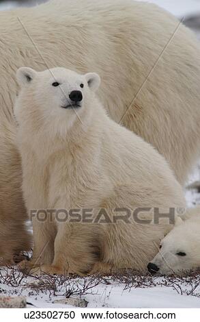 Polar Bears - Churchill Manitoba View Large Photo Image Stock Image - Polar Bears - Churchill Manitoba. Fotosearch