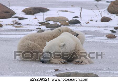 Stock Image - Polar Bears - Churchill Manitoba. Fotosearch