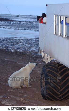 Stock Photo - Polar Bears - Churchill Manitoba. Fotosearch
