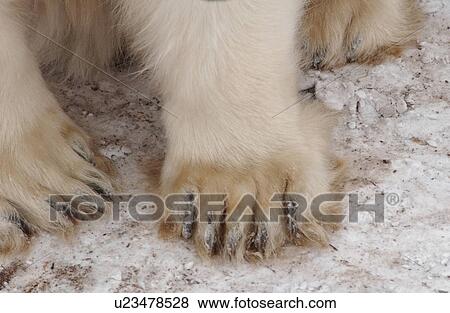 Stock Photo - Polar Bears - Churchill Manitoba. Fotosearch