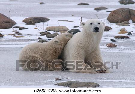 Stock Photo - Polar Bears - Churchill Manitoba. Fotosearch
