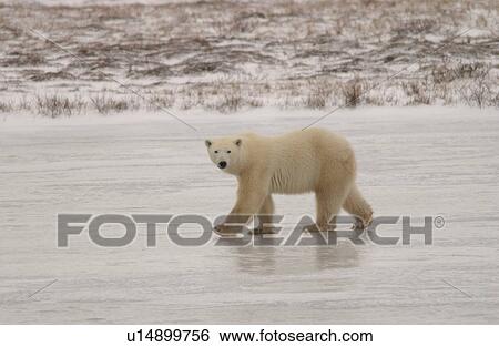 Stock Photograph - Polar Bears - Churchill Manitoba. Fotosearch