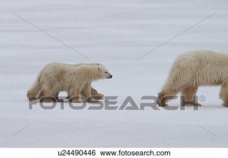 Stock Photograph - Polar Bears - Churchill Manitoba. Fotosearch