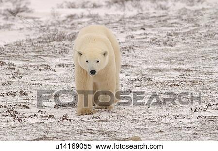 Stock Photography - Polar Bears - Churchill Manitoba. Fotosearch