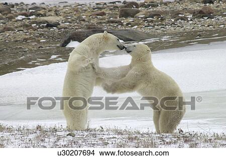Polar Bears in Churchill Manitoba View Large Photo Image Picture - Polar Bears in Churchill Manitoba. Fotosearch