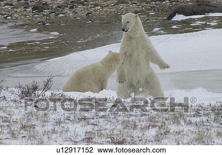Stock Image - Polar Bears in Churchill Manitoba. Fotosearch