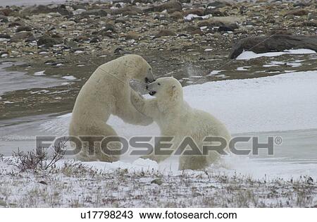 Stock Image - Polar Bears in Churchill Manitoba. Fotosearch