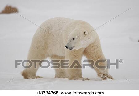 Polar Bears in Churchill Manitoba Canada North View Large Photo Image Stock Photo - Polar Bears in Churchill Manitoba Canada North. Fotosearch