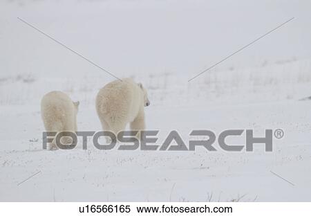 Stock Photography - Polar Bears in Churchill Manitoba Canada North. Fotosearch