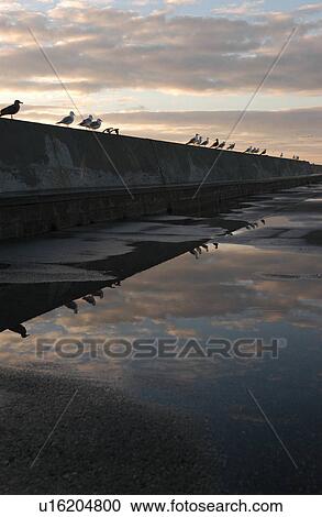 Birds perched on a wall at the harbor View Large Photo Image Stock Image - Birds perched on a wall at the harbor. Fotosearch