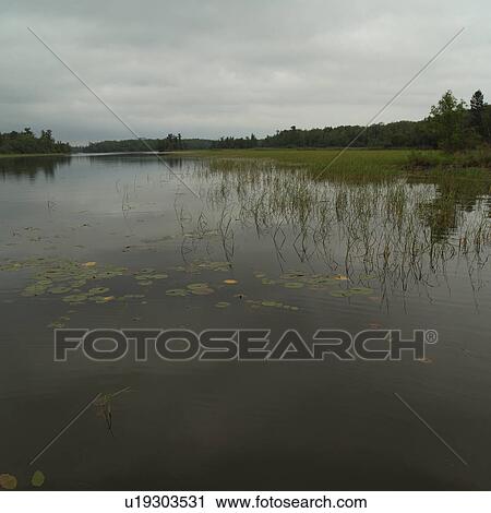Stock Image - Close-up of lotus leaves and a lotus flower floating on the surface of Lake of the woods, Ontario, Canada. Fotosearch