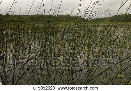 Close-up of weeds in Lake of the woods, Ontario, Canada View Large Photo Image Stock Image - Close-up of weeds in Lake of the woods, Ontario, Canada. Fotosearch