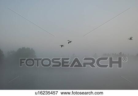 Stock Photo - Lake of the Woods at sunrise. Fotosearch
