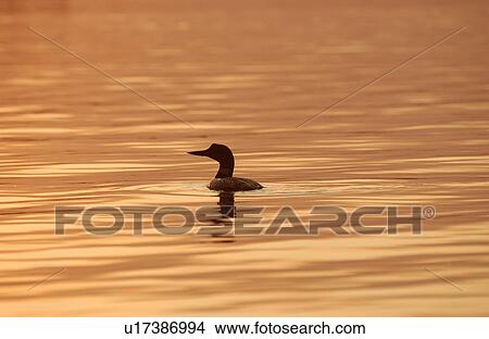 Picture - Lake of the Woods - Pelicans. Fotosearch