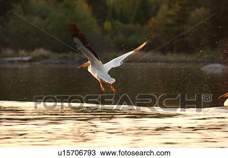 Lake of the Woods - Pelicans View Large Photo Image Stock Image - Lake of the Woods - Pelicans. Fotosearch
