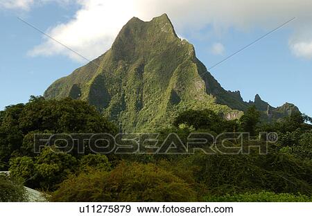 A forest at the base of a hill, Moorea, Tahiti, French Polynesia, South Pacific View Large Photo Image Stock Photo - A forest at the base of a hill, Moorea, Tahiti, French Polynesia, South Pacific. Fotosearch
