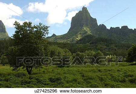 A tropical rain forest, Moorea, Tahiti, French Polynesia, South Pacific View Large Photo Image Stock Photograph - A tropical rain forest, Moorea, Tahiti, French Polynesia, South Pacific. Fotosearch