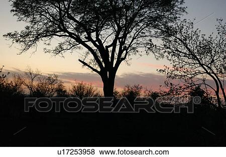 African Landscape View Large Photo Image Stock Photo - African Landscape. Fotosearch