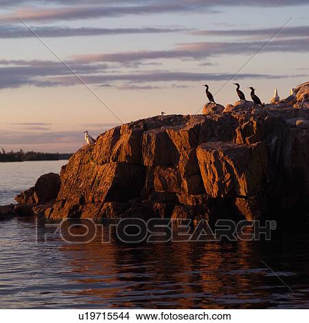 Picture - Birds perched on rocks at Lake of the woods, Ontario, Canada. Fotosearch