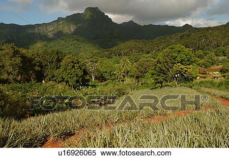 Stock Photography - Fields and houses at the base of a hill, Moorea, Tahiti, French Polynesia, South Pacific. Fotosearch