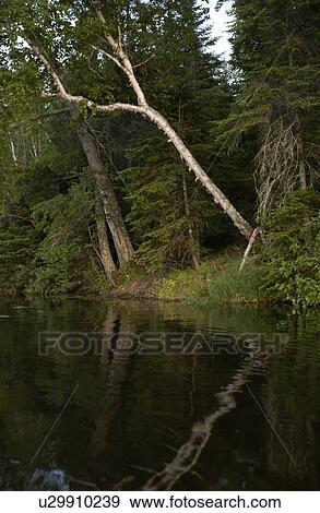 Stock Photo - Lake Photography - Trees along shoreline. Fotosearch