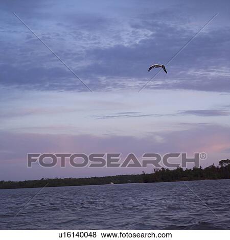 Stock Photo - Panoramic view of Lake of the woods, Ontario, Canada. Fotosearch