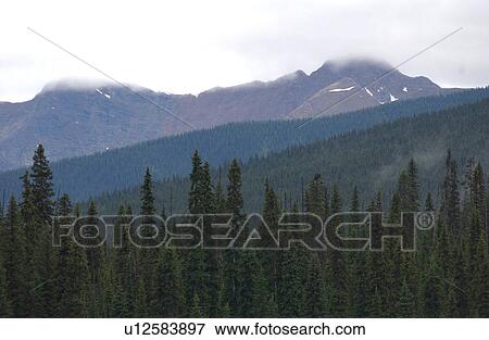 View of trees on a mountain, Rocky Mountains Canada View Large Photo Image Stock Photo - View of trees on a mountain, Rocky Mountains Canada. Fotosearch