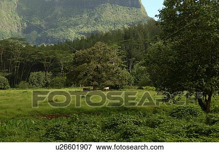 A tropical rain forest, Moorea, Tahiti, French Polynesia, South Pacific View Large Photo Image Stock Photo - A tropical rain forest, Moorea, Tahiti, French Polynesia, South Pacific. Fotosearch