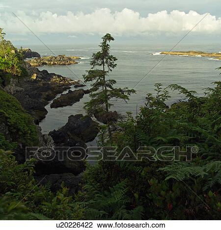 Broken Islands, Pacific Rim Park, Vancouver Island, Canada View Large Photo Image Stock Image - Broken Islands, Pacific Rim Park, Vancouver Island, Canada. Fotosearch
