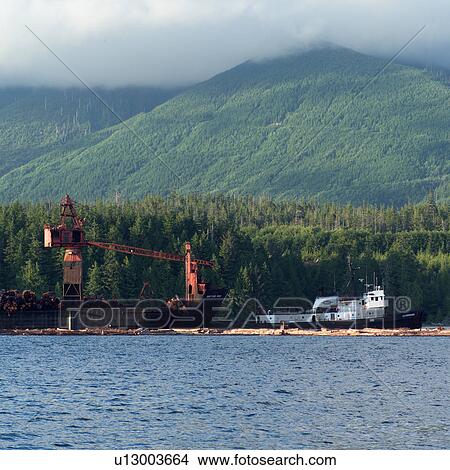 Cranes at edge of shoreline, Vancouver Island, Canada View Large Photo Image Picture - Cranes at edge of shoreline, Vancouver Island, Canada. Fotosearch