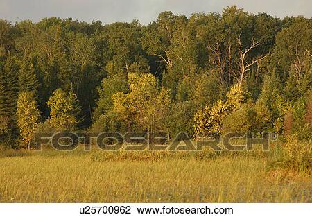 Stock Image - Lake of the Woods - Ontario, Canada. Fotosearch