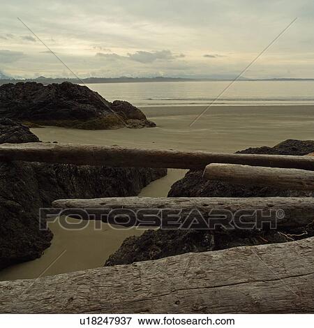 Logs and Rocks on beach, Pacific Rim National Park, Vancouver Island, Canada View Large Photo Image Stock Photo - Logs and Rocks on beach, Pacific Rim National Park, Vancouver Island, Canada. Fotosearch