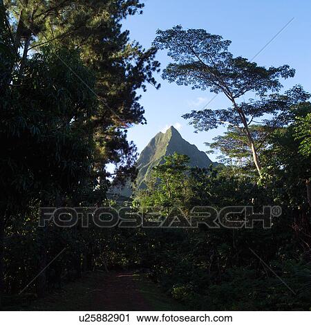 Stock Image - Mountain Peak Through Trees at Moorea in Tahiti. Fotosearch
