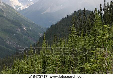 Stock Photo - Panoramic view of mountains covered with trees, Rocky Mountains, Canada. Fotosearch