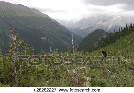 Panoramic view of Rocky Mountains, Canada View Large Photo Image Stock Photo - Panoramic view of Rocky Mountains, Canada. Fotosearch