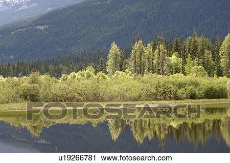 Stock Image - Reflection in Lake, Robson Provincial Park, Canada. Fotosearch