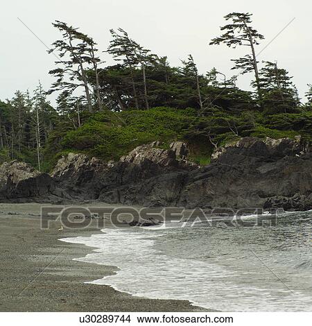 Shoreline along Wickaninnish Beach Trail, Vancouver Island, Canada View Large Photo Image Picture - Shoreline along Wickaninnish Beach Trail, Vancouver Island, Canada. Fotosearch