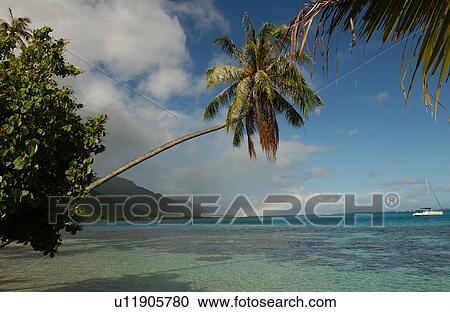 An overhanging palm tree on a beach, Moorea, Tahiti, French Polynesia, South Pacific View Large Photo Image Stock Image - An overhanging palm tree on a beach, Moorea, Tahiti, French Polynesia, South Pacific. Fotosearch