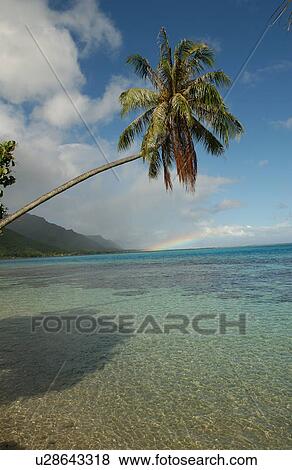 An overhanging palm tree on a beach, Moorea, Tahiti, French Polynesia, South Pacific View Large Photo Image Stock Photo - An overhanging palm tree on a beach, Moorea, Tahiti, French Polynesia, South Pacific. Fotosearch