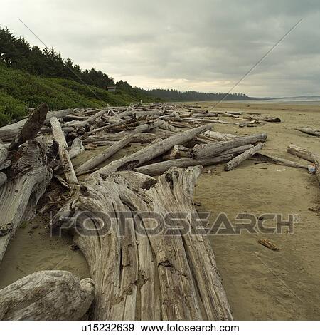 Driftwood on beach, Pacific Rim Park, Vancouver Island, Canada View Large Photo Image Stock Photo - Driftwood on beach, Pacific Rim Park, Vancouver Island, Canada. Fotosearch