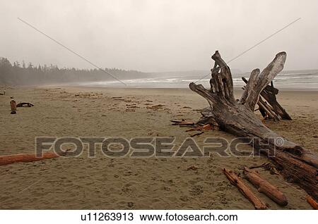 Stock Image - Logs on shoreline, Florencia Bay Vancouver Island, Canada. Fotosearch